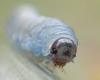 Athalia sp.